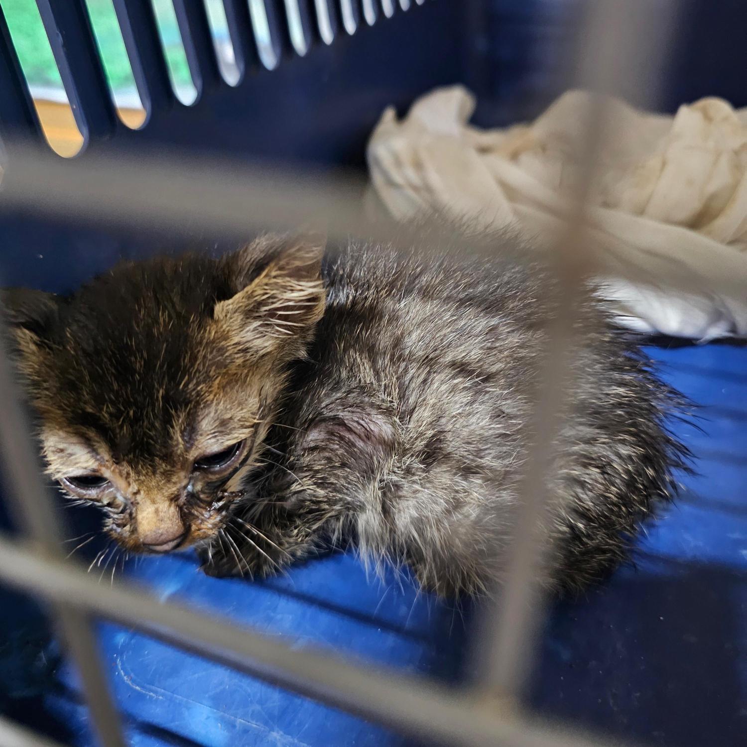 종료(자연사) 한국…