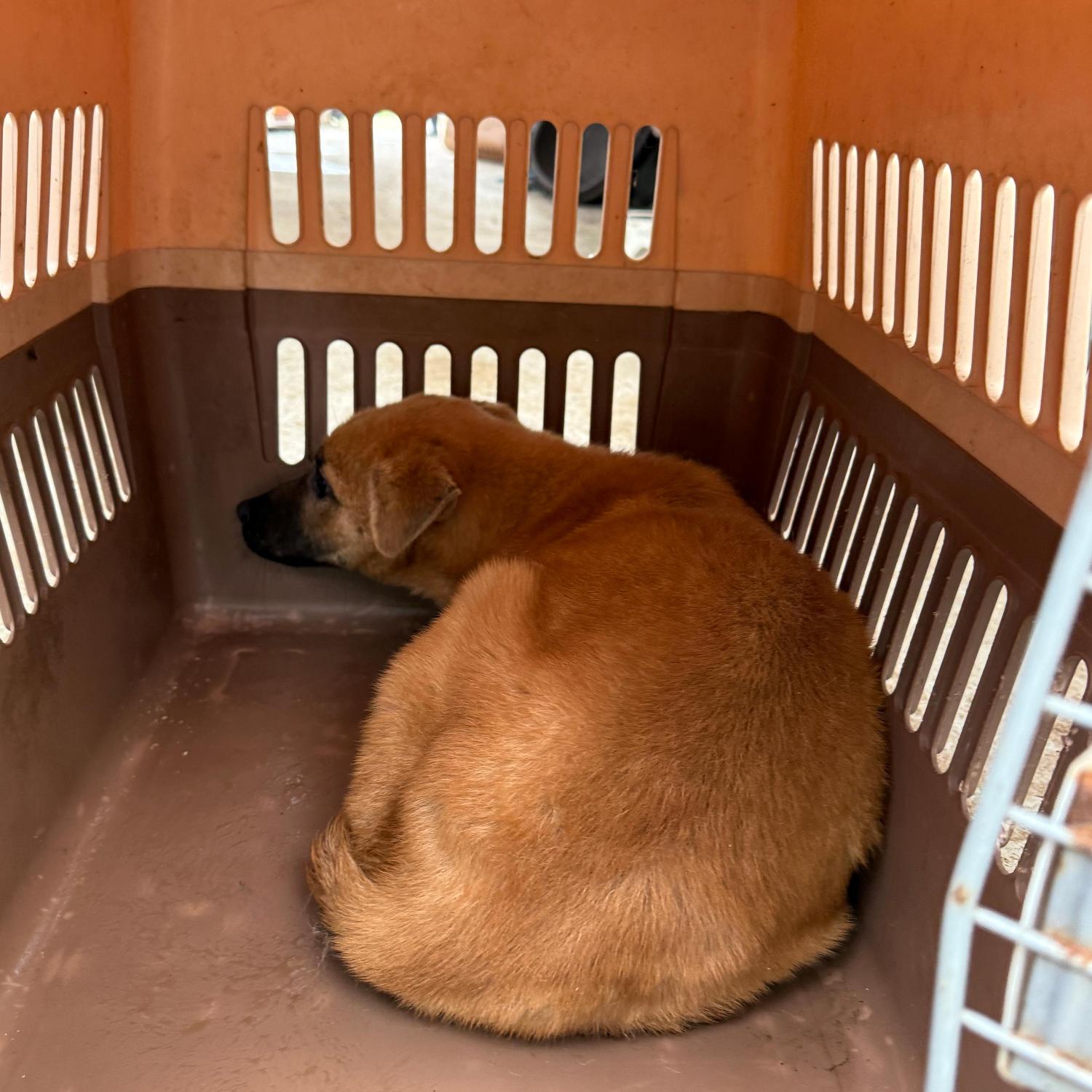 울산유기동물보호센터_431373202501569