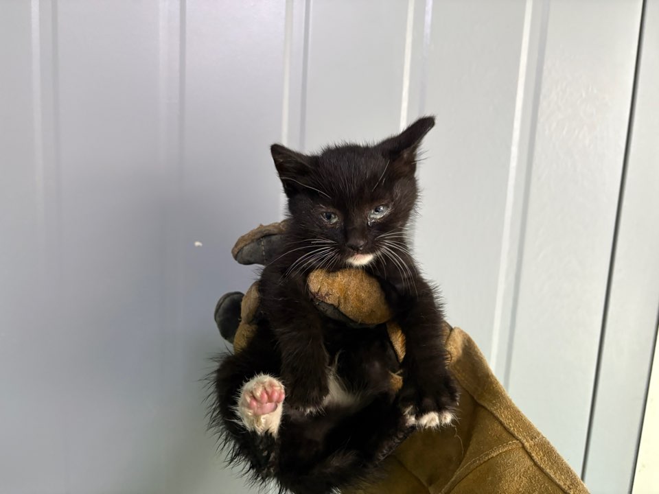 한국야생동물보호협회_441390202500567