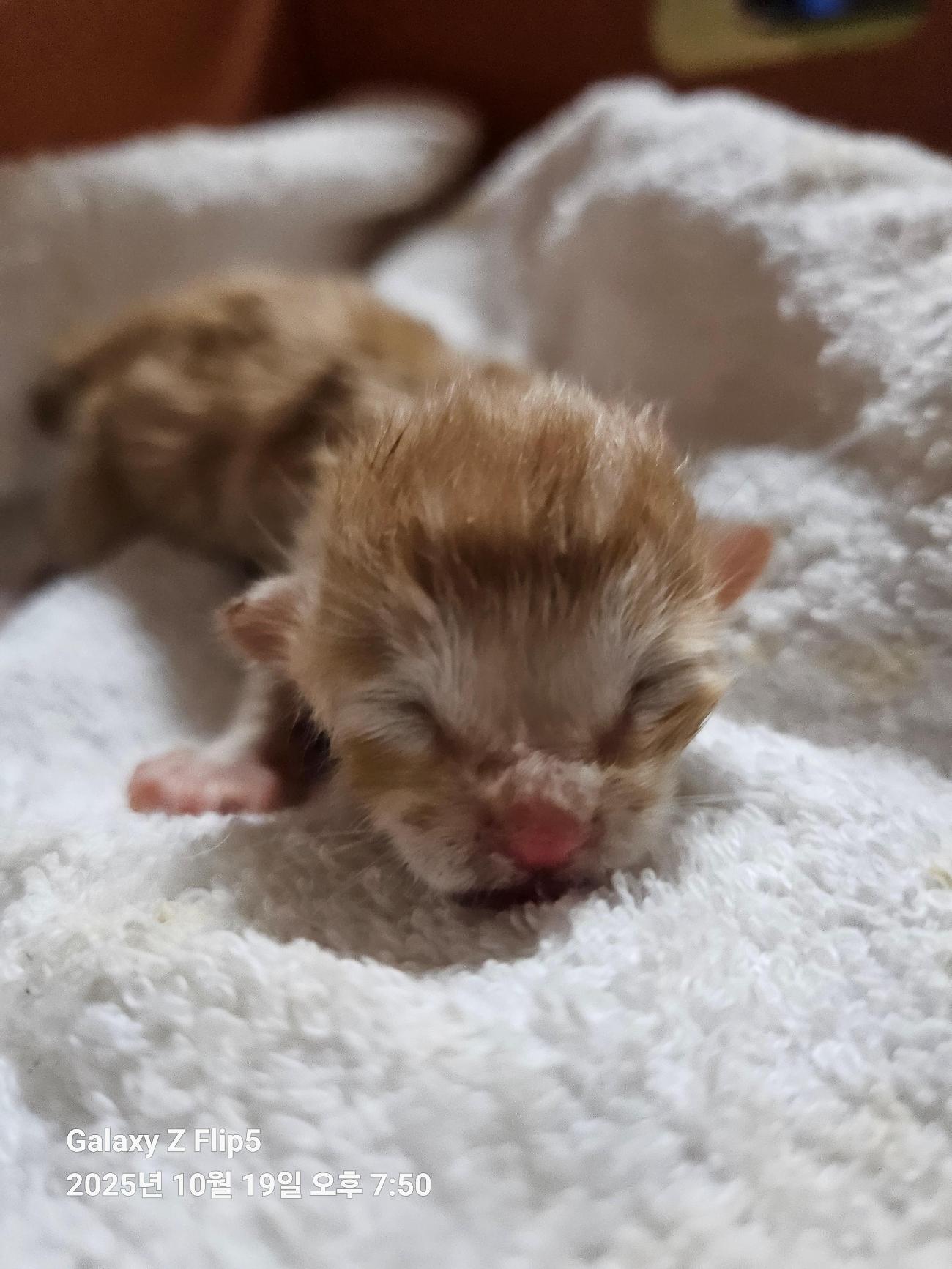 종료(자연사) 한국…