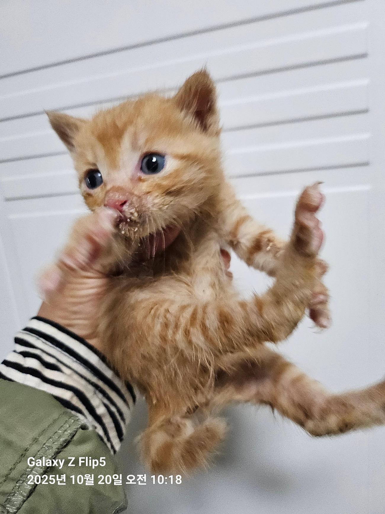 종료(자연사) 한국…