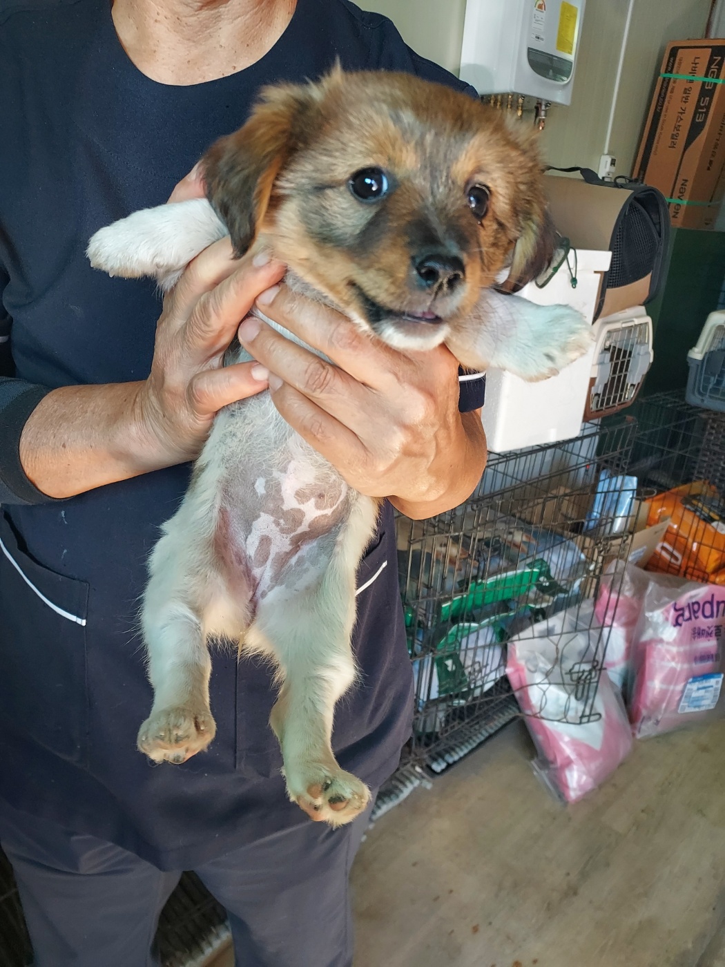 보호중 믹스견의 가…