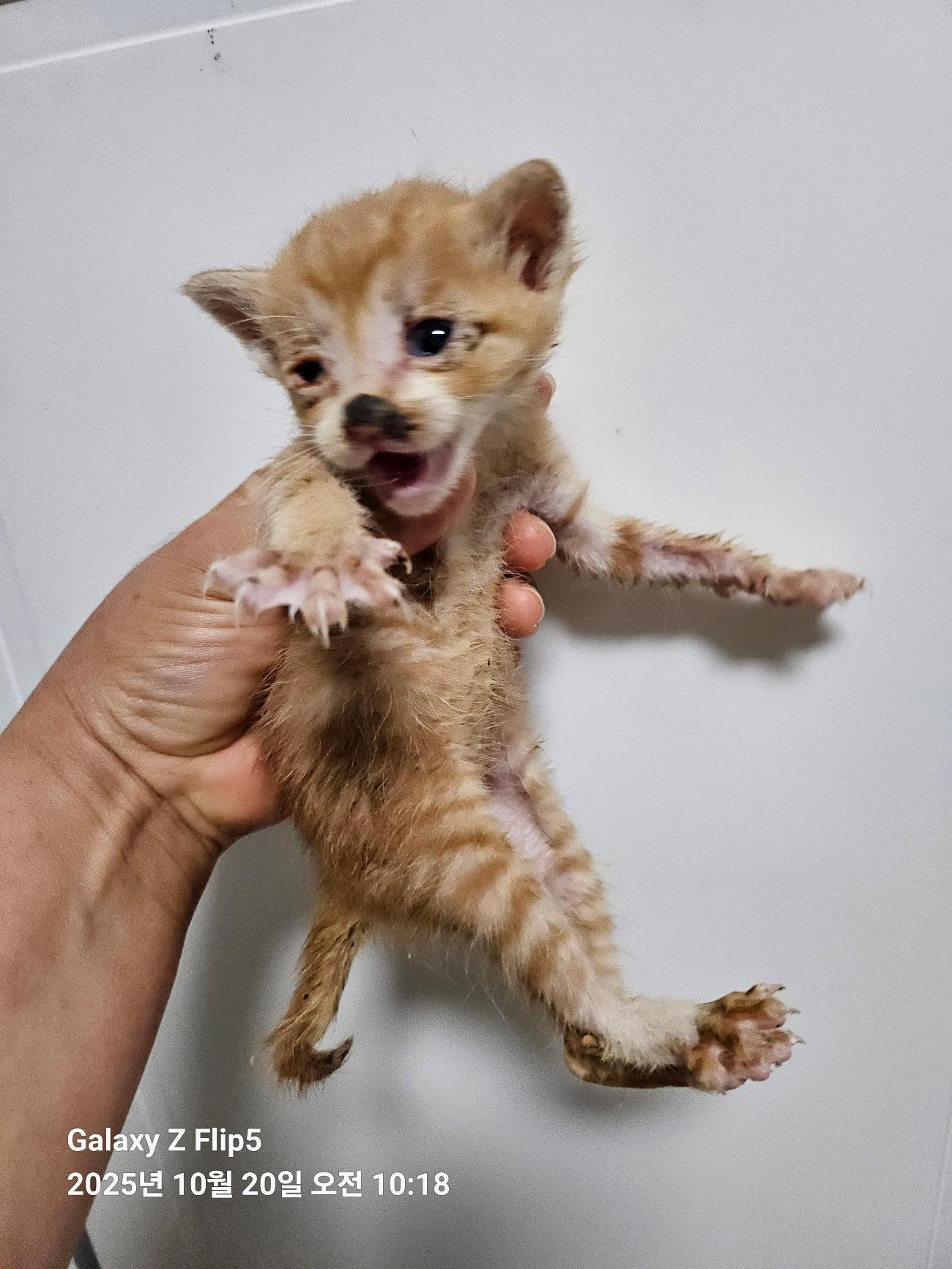 울산유기동물보호센터_431369202500670