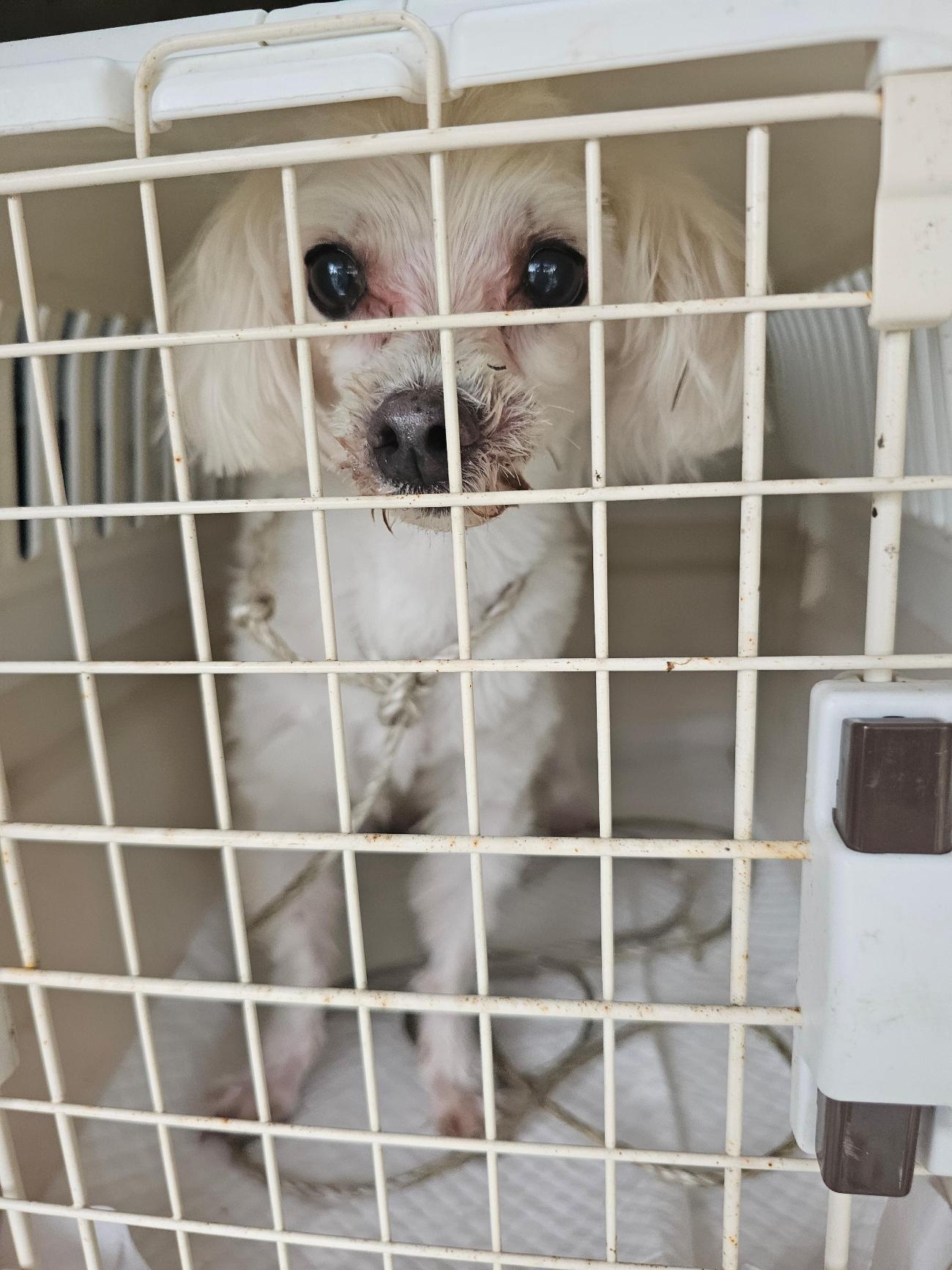 종료(반환) 말티즈…