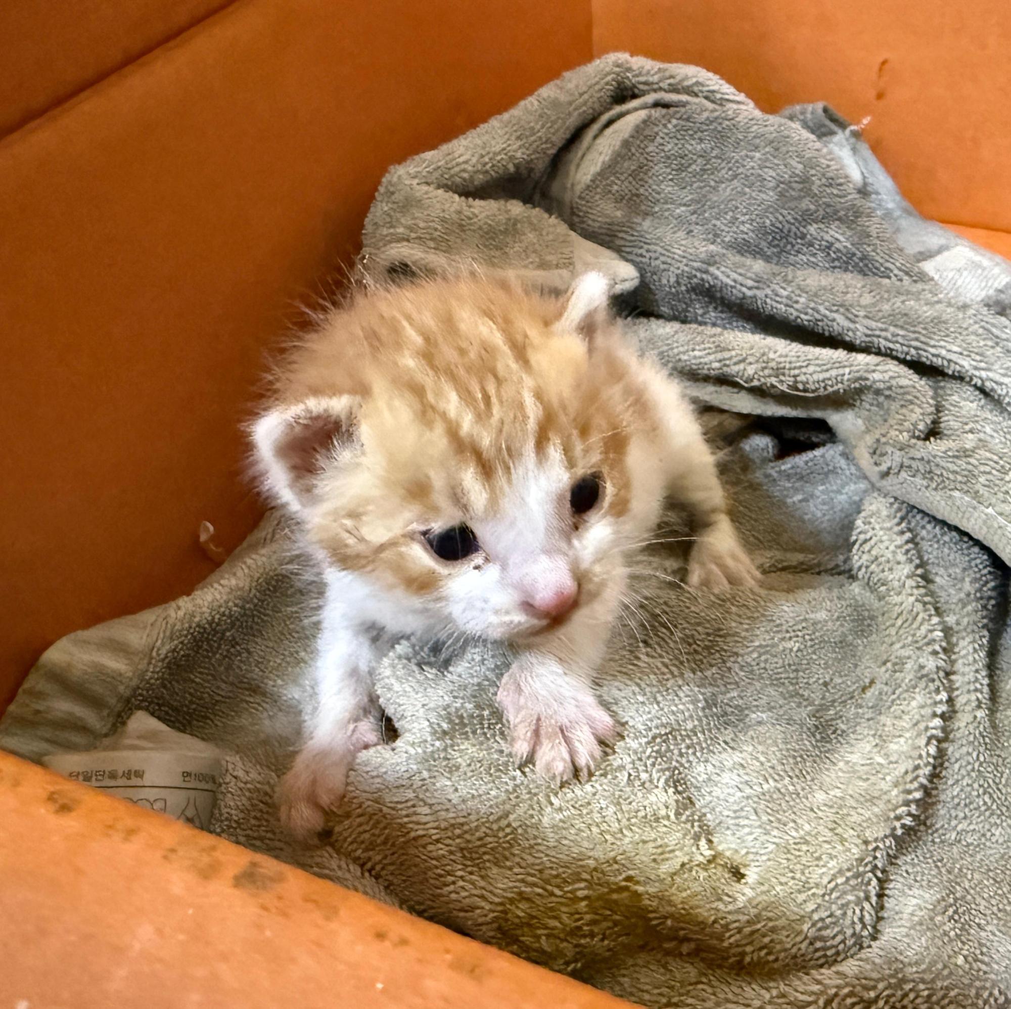 종료(자연사) 한국…