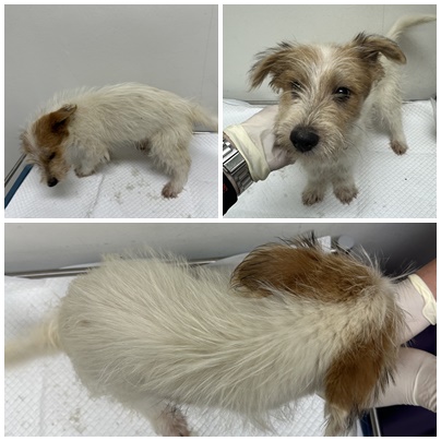 종료(입양) 믹스견…