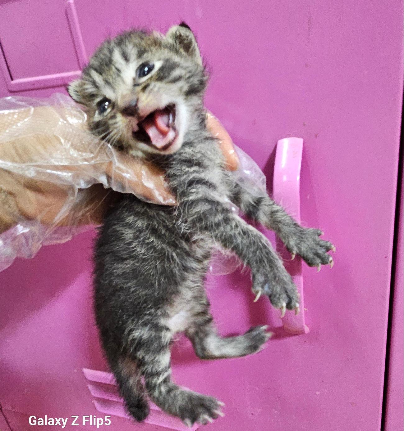 종료(자연사) 한국…