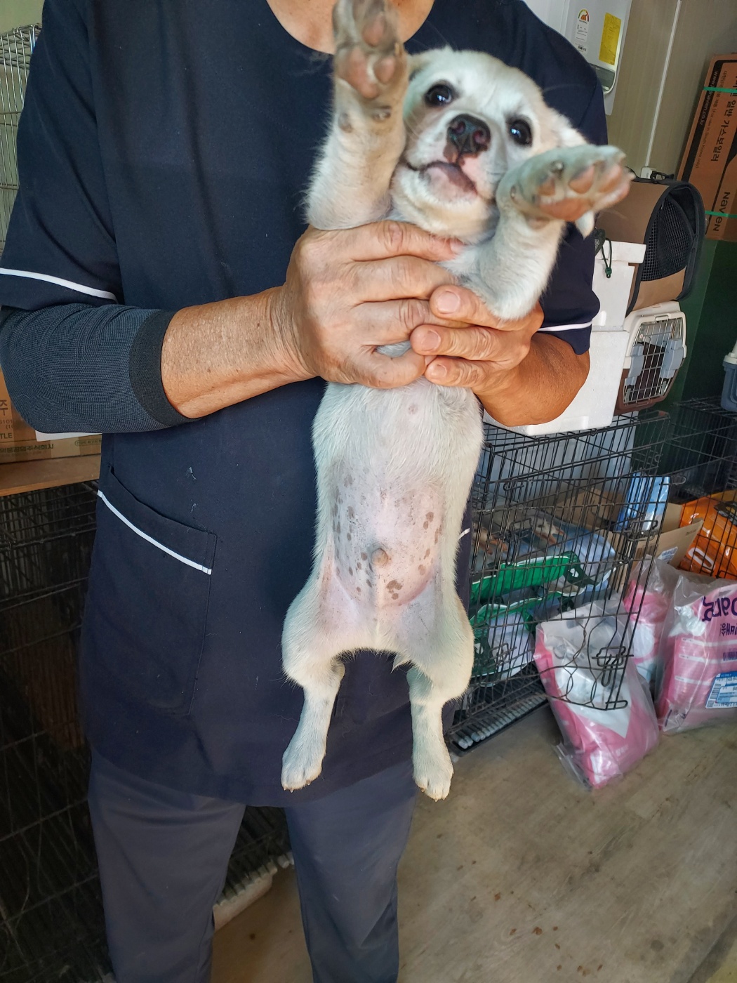 보호중 믹스견의 가…