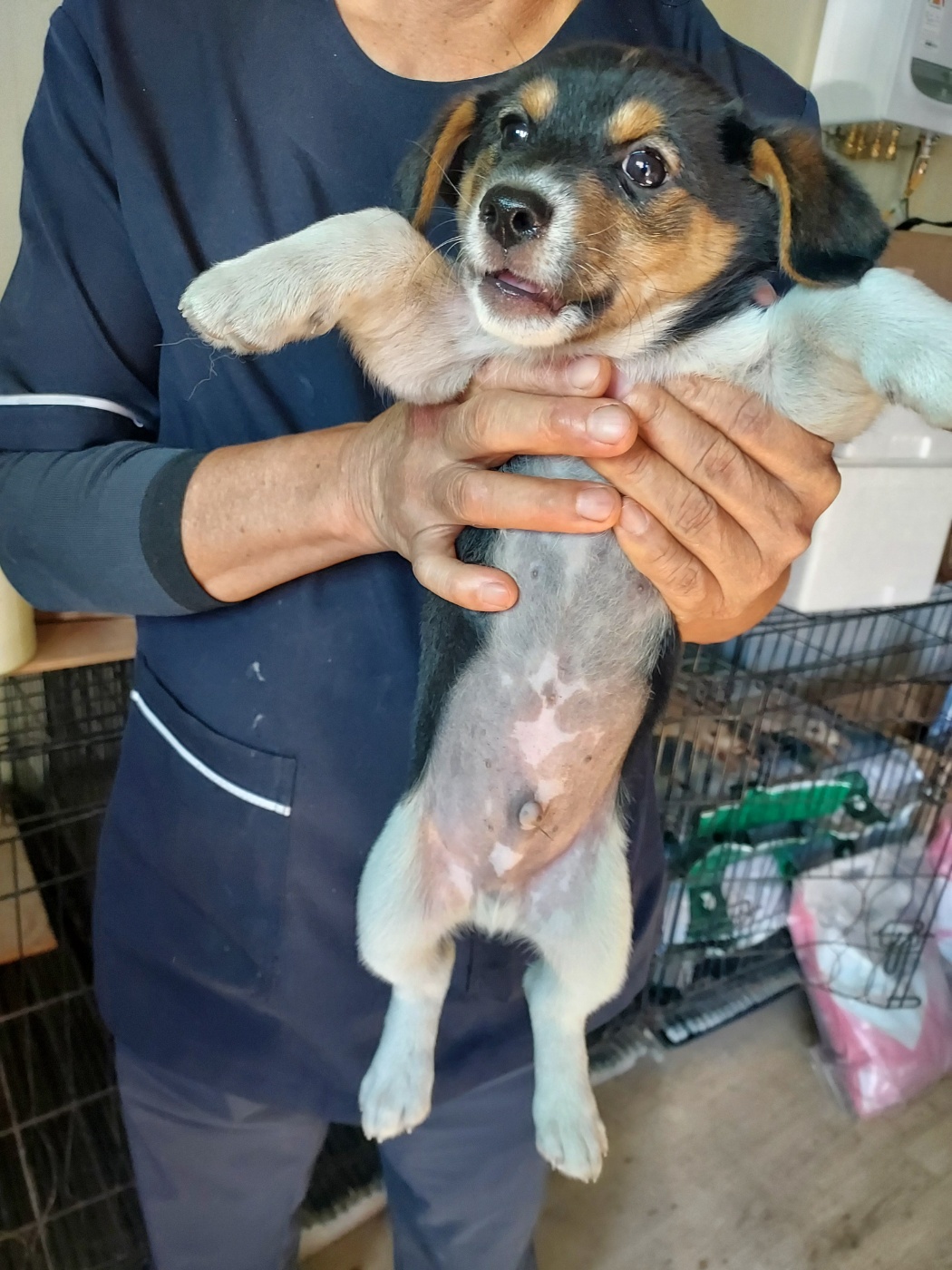 보호중 믹스견의 가…