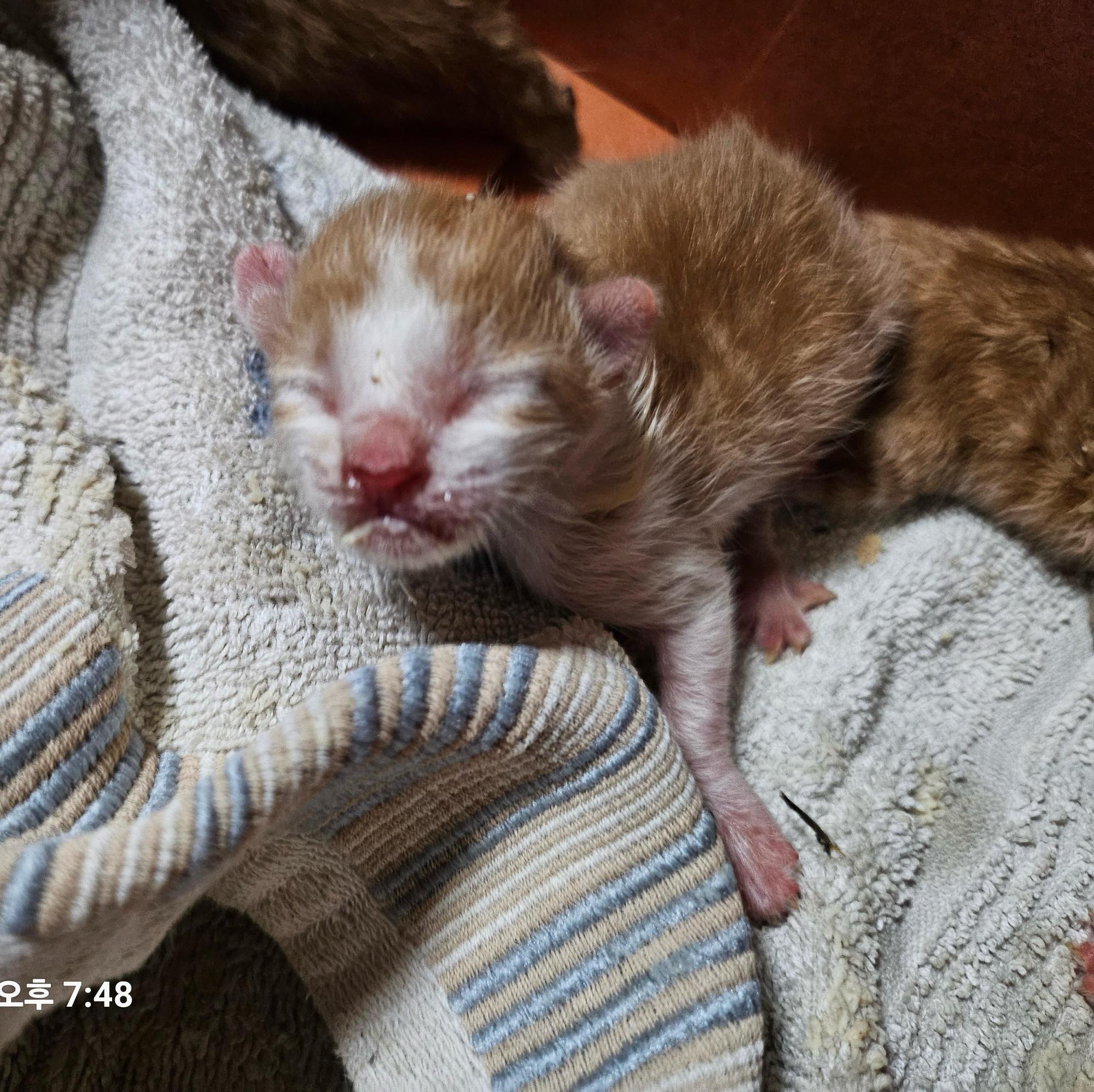 종료(자연사) 한국…