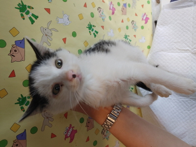 보호중 믹스묘의 가…