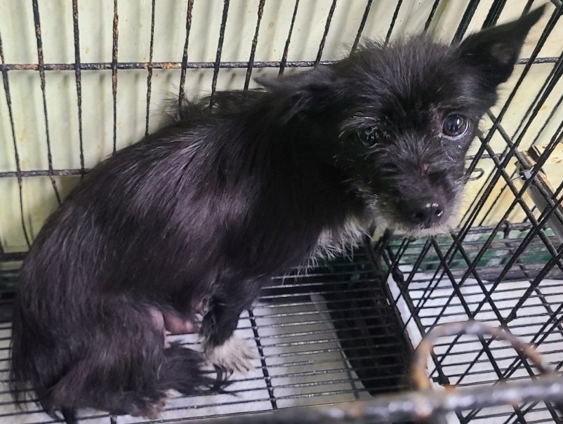 보호중 믹스견의 가…