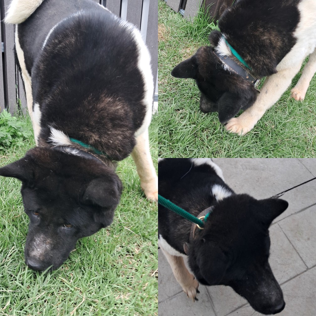 종료(반환) 믹스견…