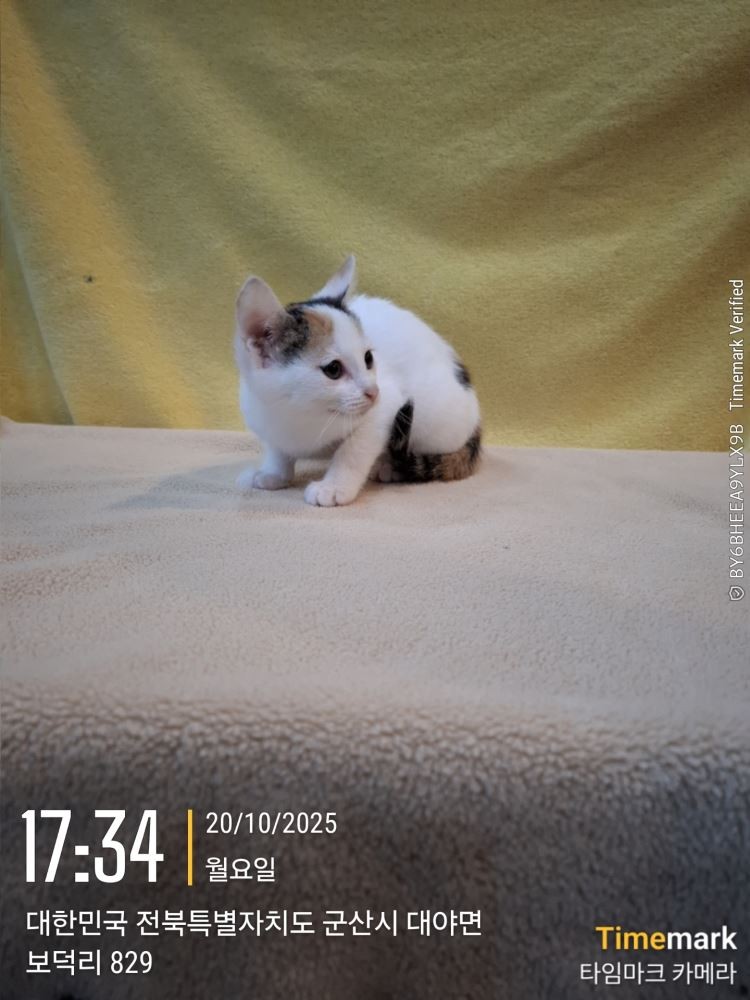 종료(자연사) 믹스…