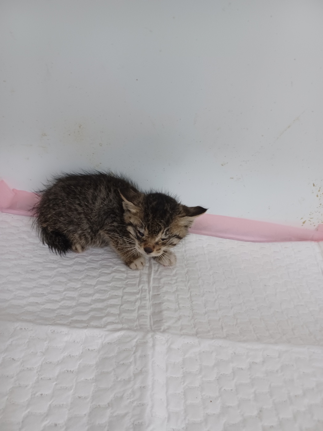 종료(입양) 한국 …