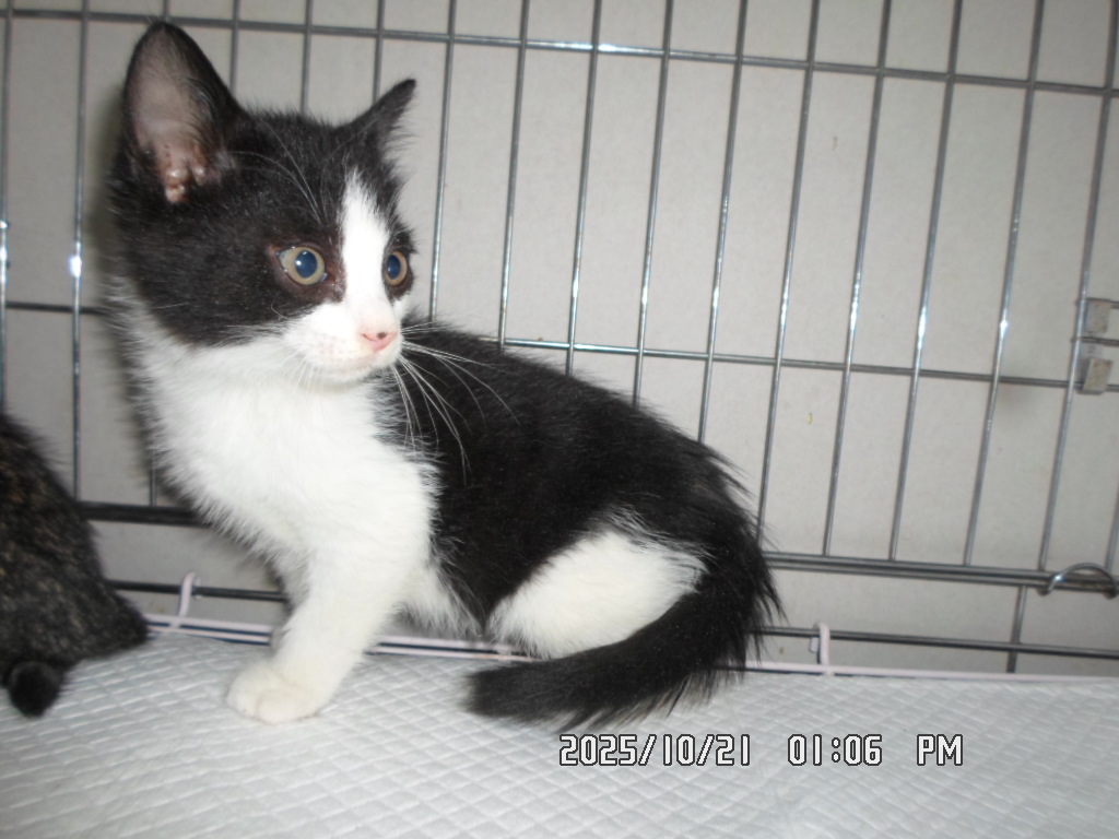 종료(입양) 한국 …