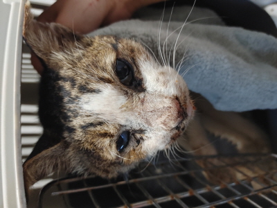 종료(자연사) 믹스…