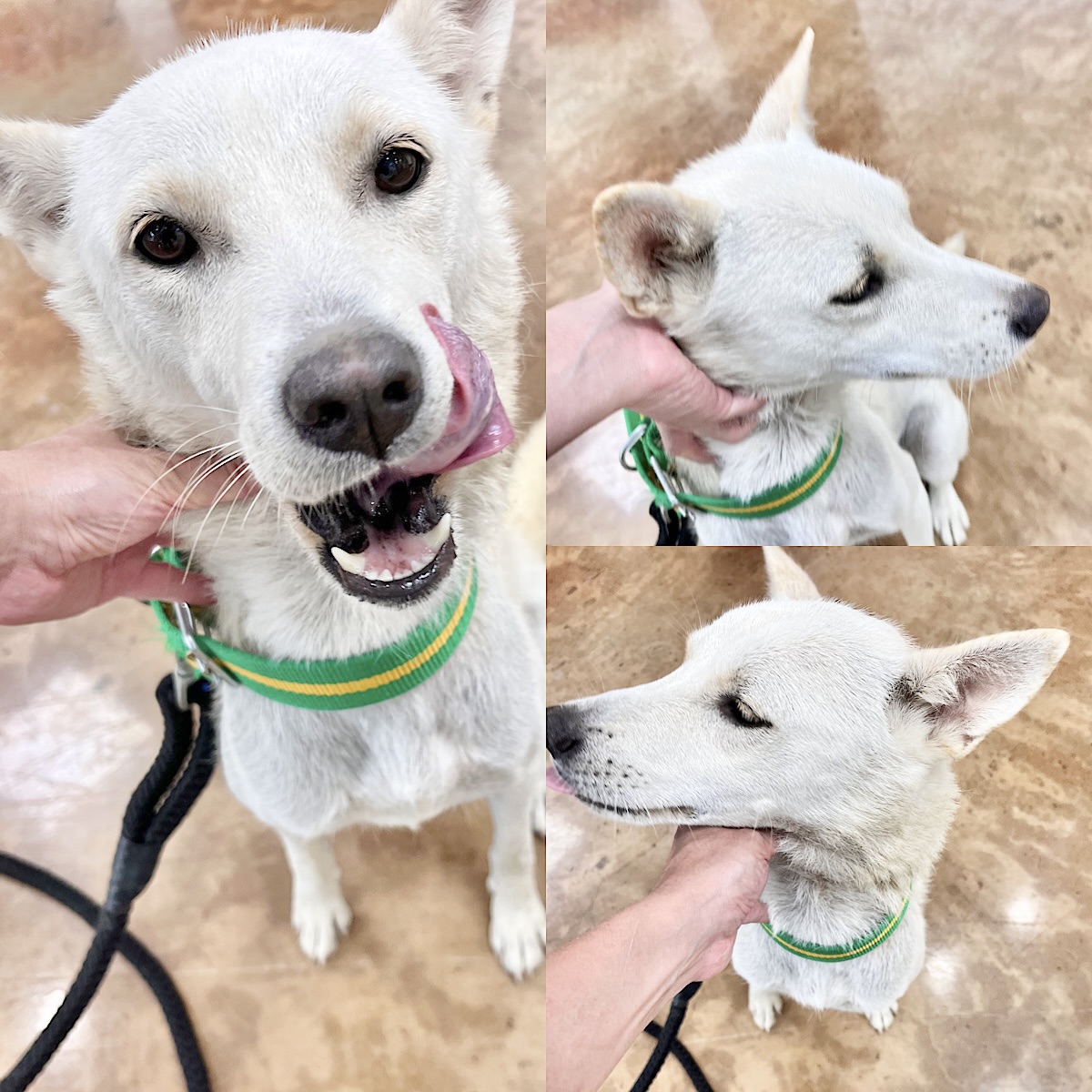 종료(반환) 믹스견…