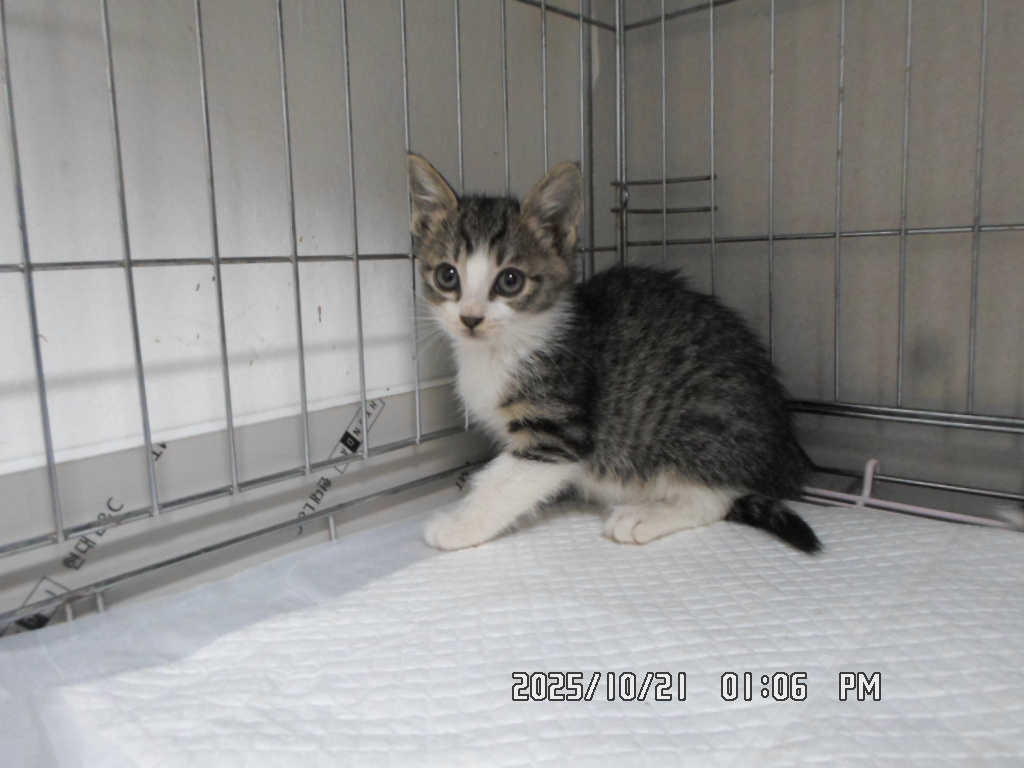 종료(입양) 한국 …