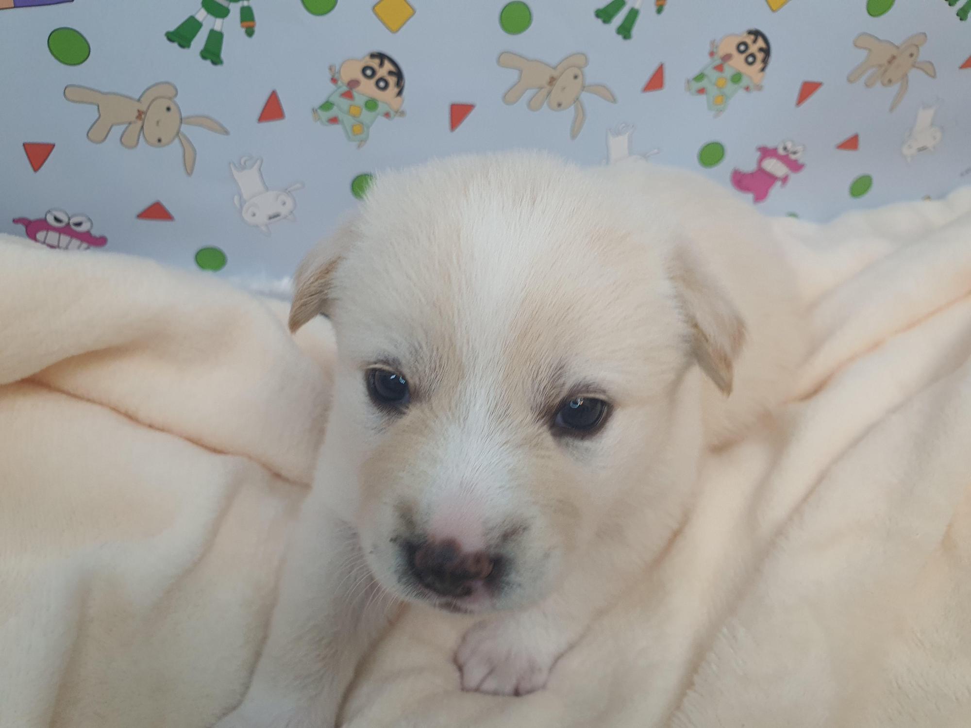 종료(입양) 믹스견…