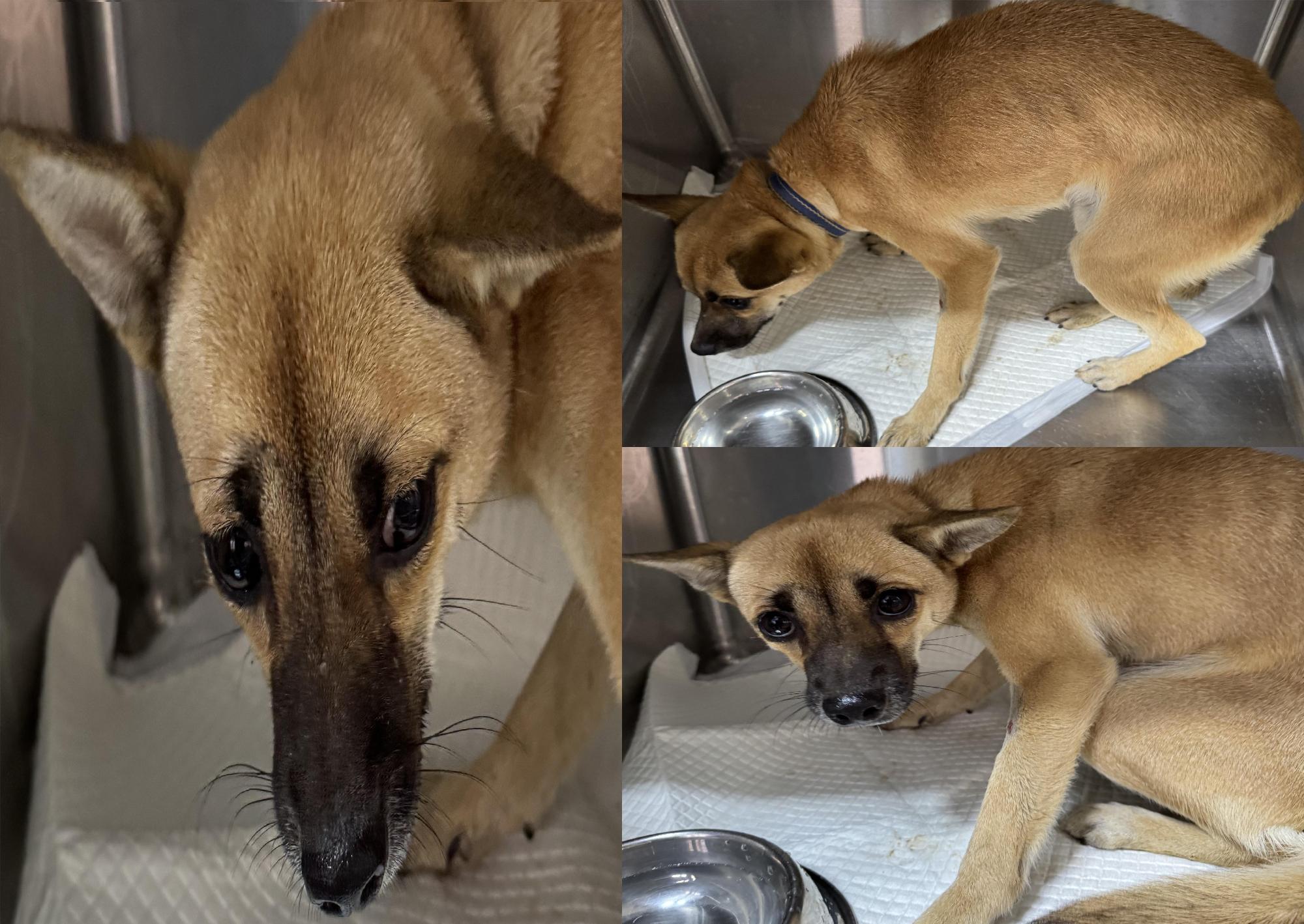 서산시 동물보호센터_444453202501175