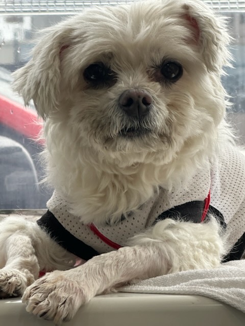 종료(반환) 말티즈…