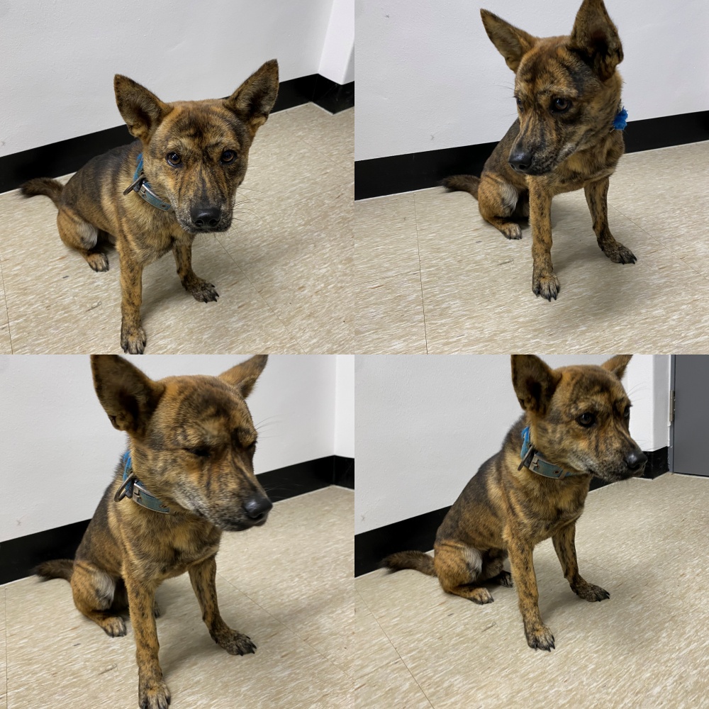 보호중 믹스견의 가…