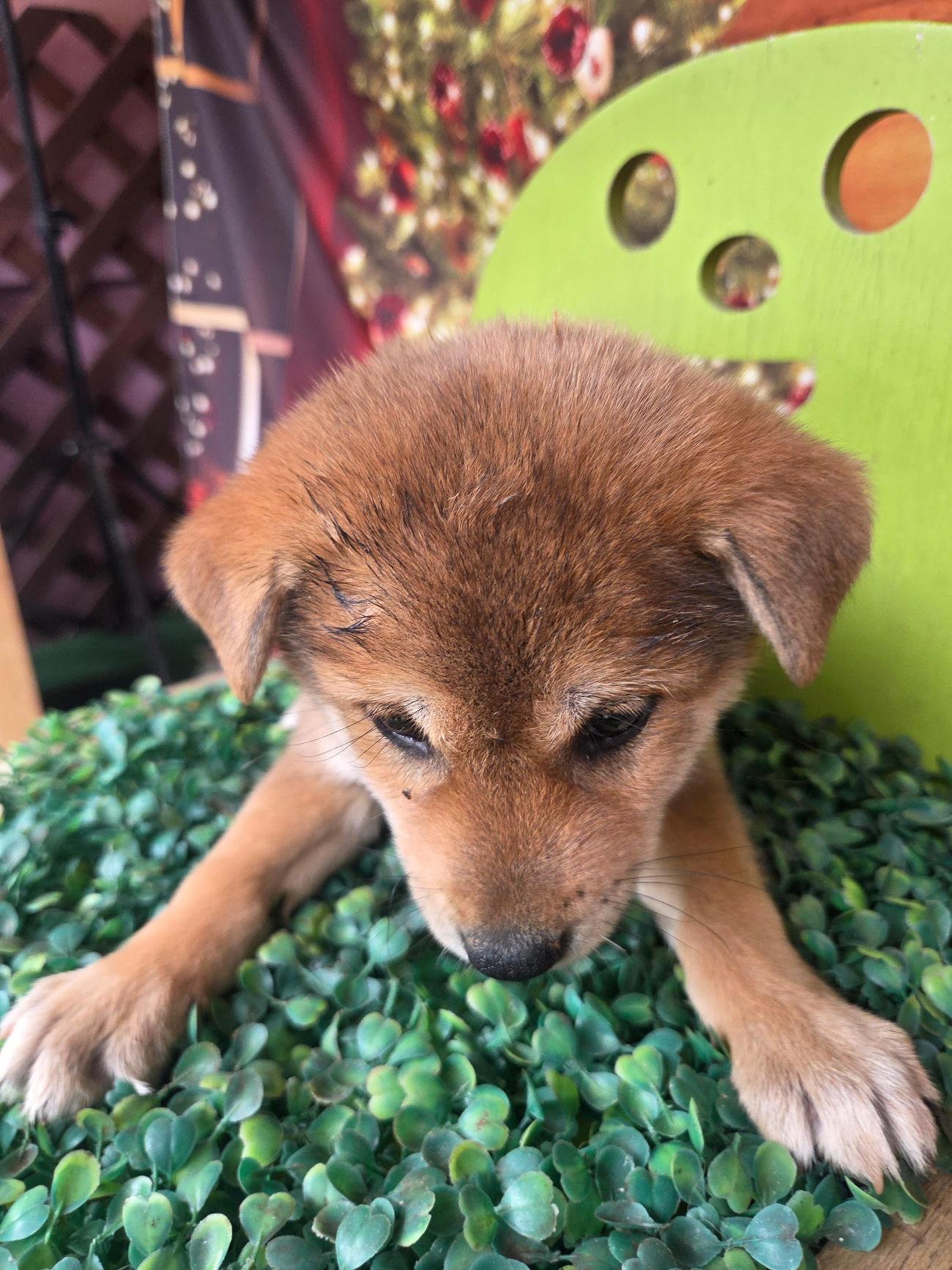 보호중 믹스견의 가…