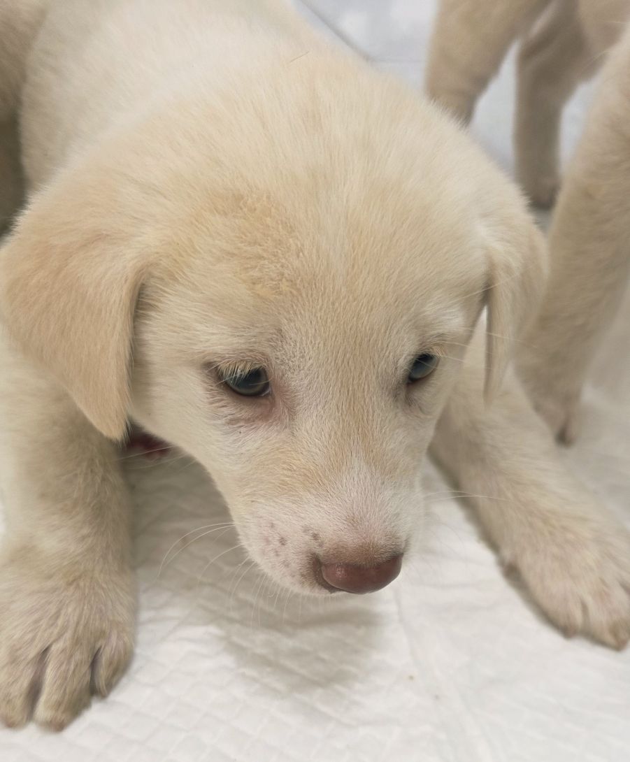 보호중 믹스견의 가…