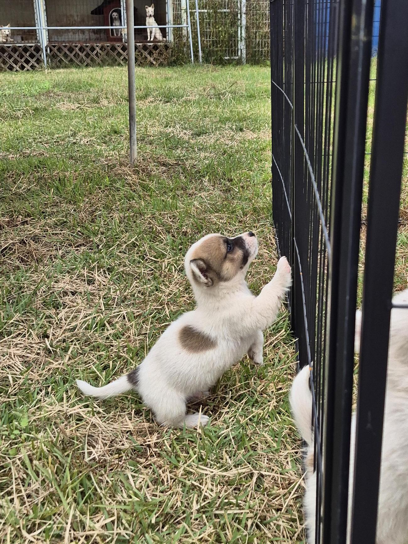 임실유기동물보호센터_445476202500421