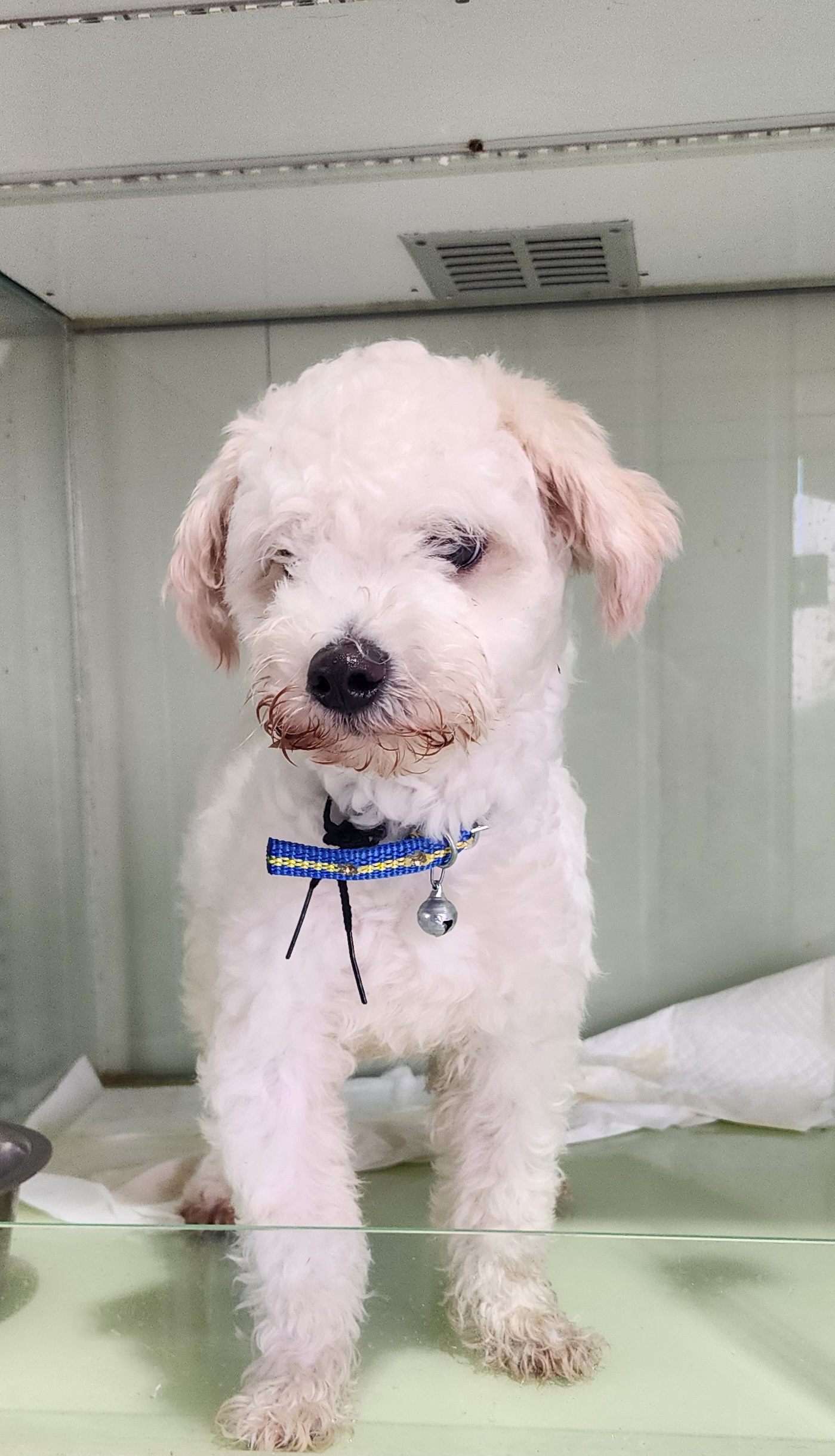 상주시 동물보호센터_447511202501304