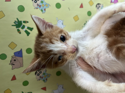 종료(자연사) 믹스…