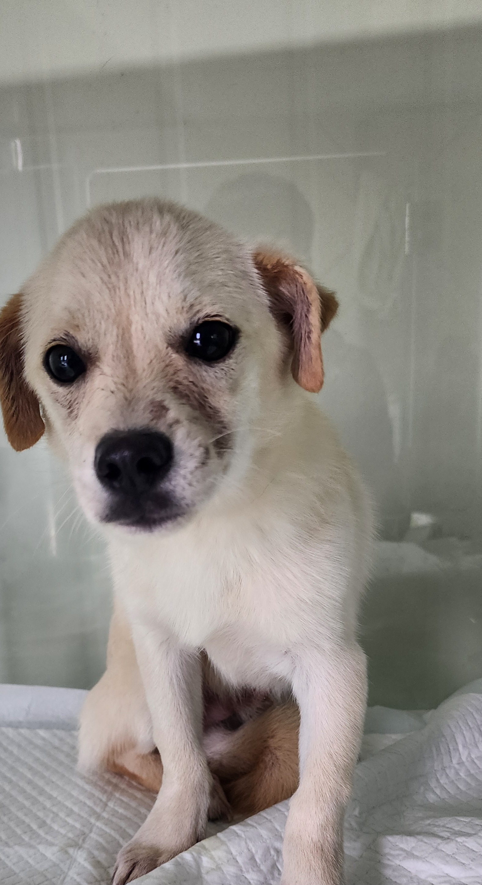 상주시 동물보호센터_447511202501307