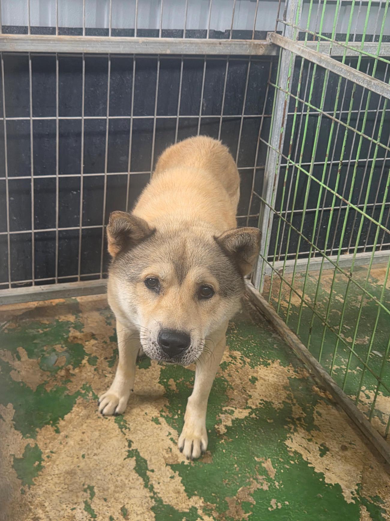 종료(자연사) 믹스…