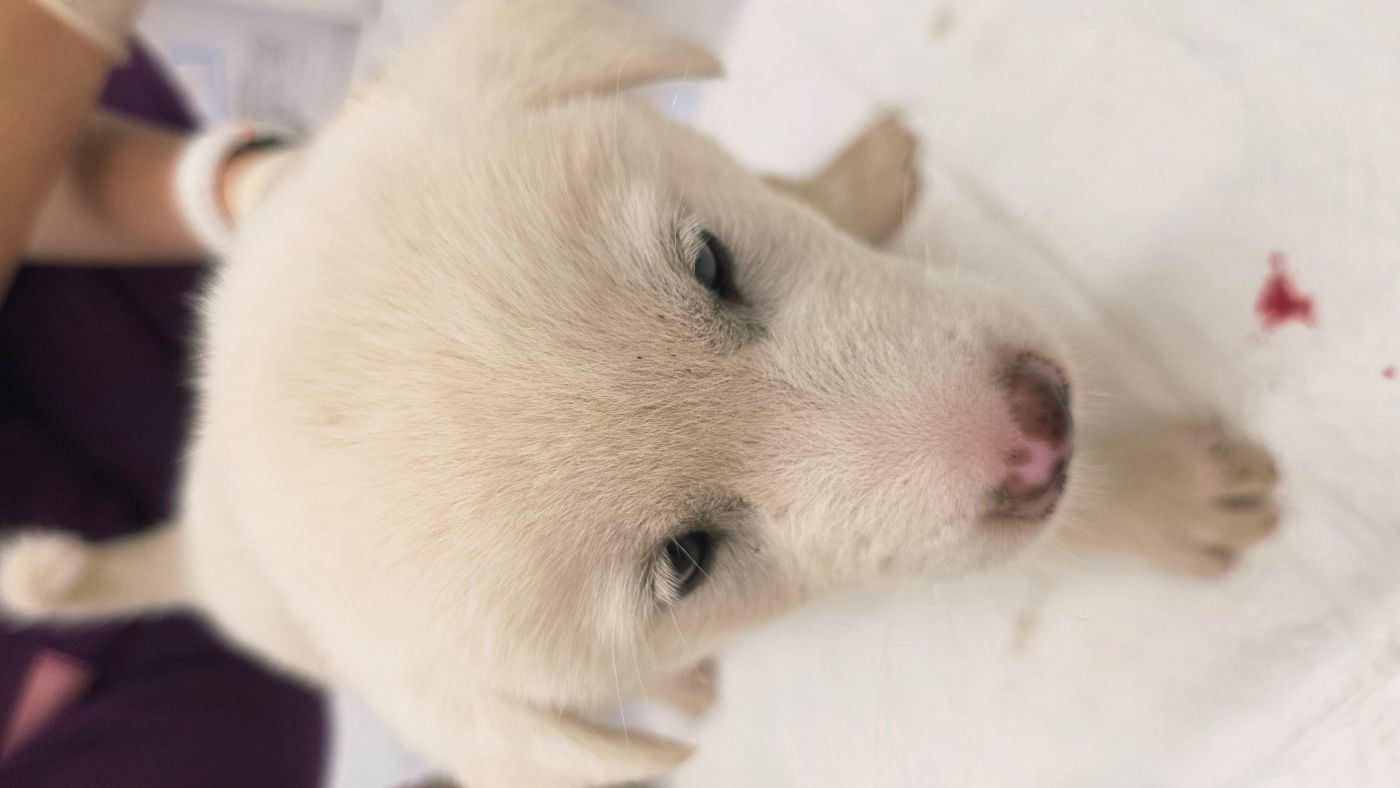 담양군 동물보호센터_446485202500706