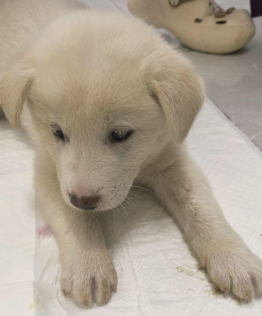 담양군 동물보호센터_446485202500704