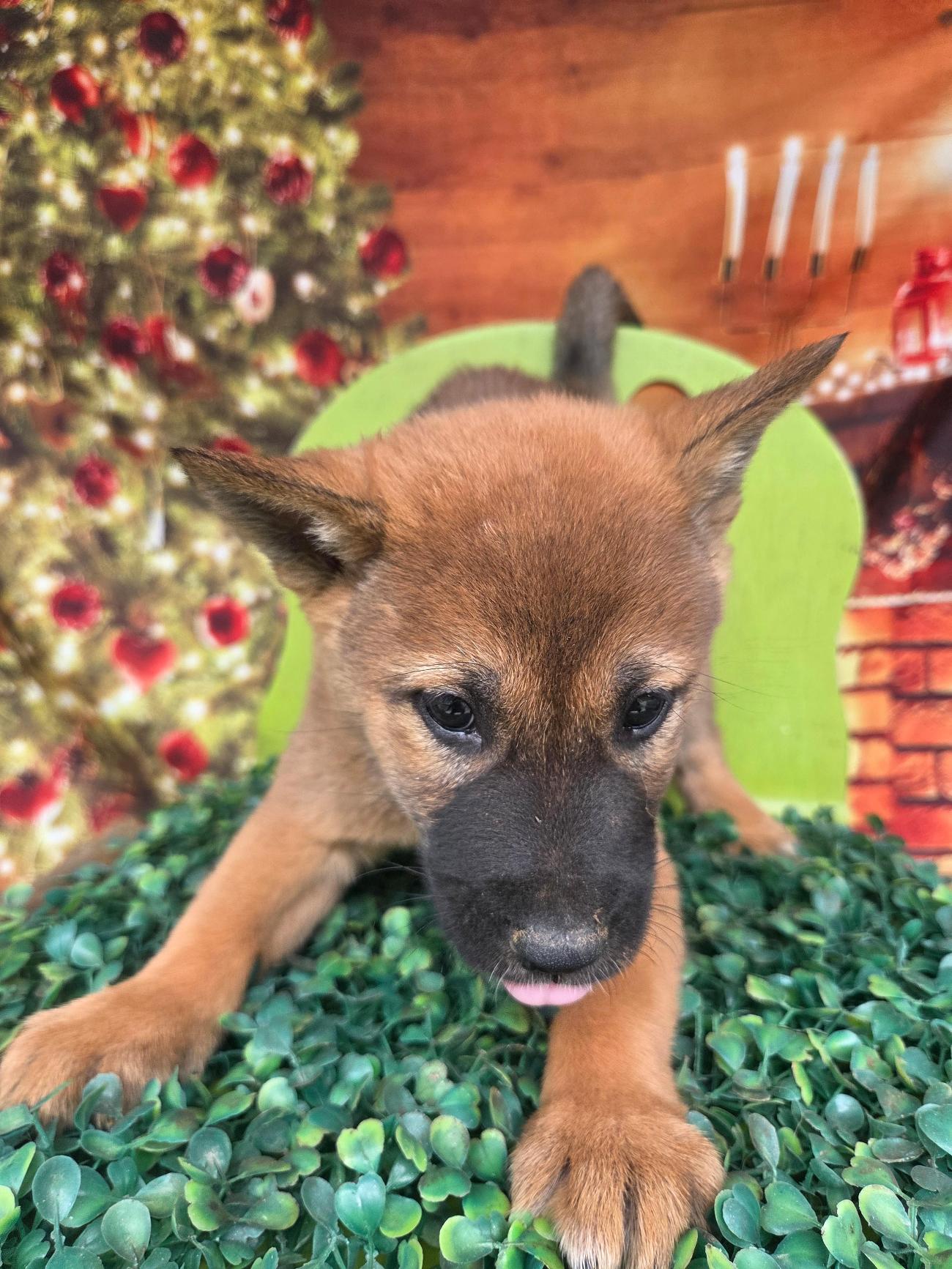 보호중 믹스견의 가…