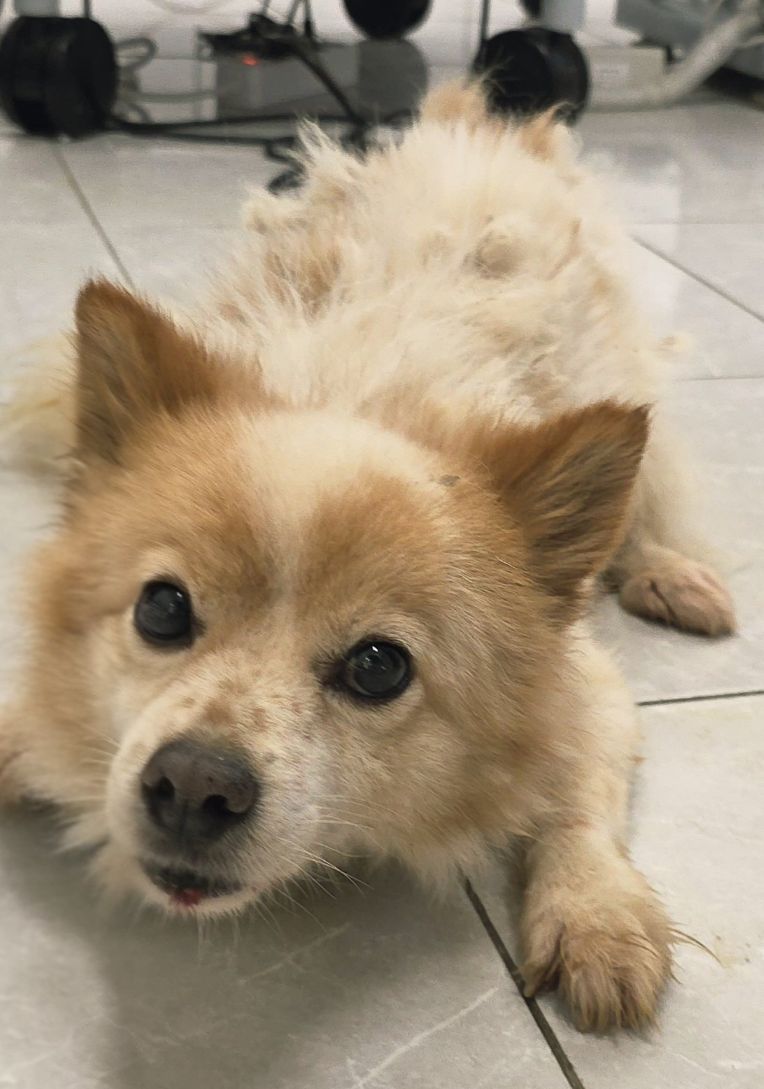 담양군 동물보호센터_446485202500701