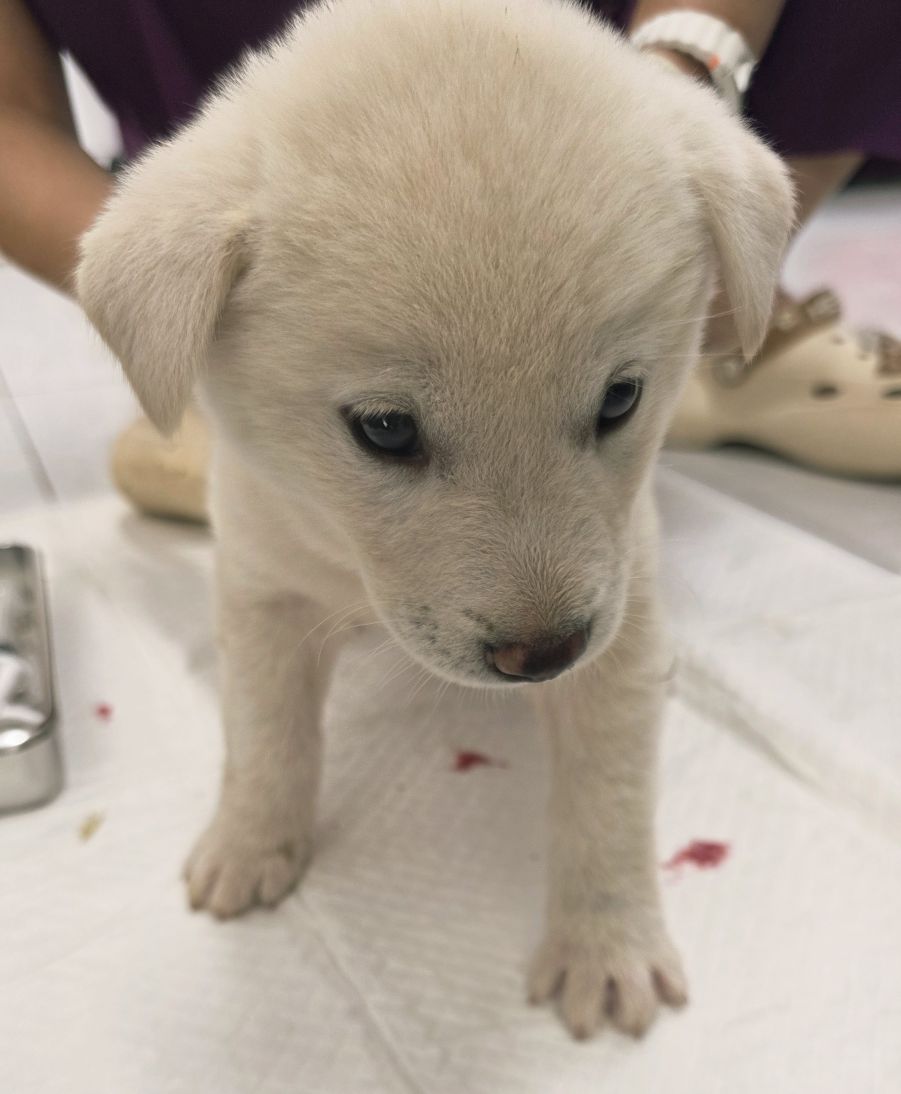 담양군 동물보호센터_446485202500703