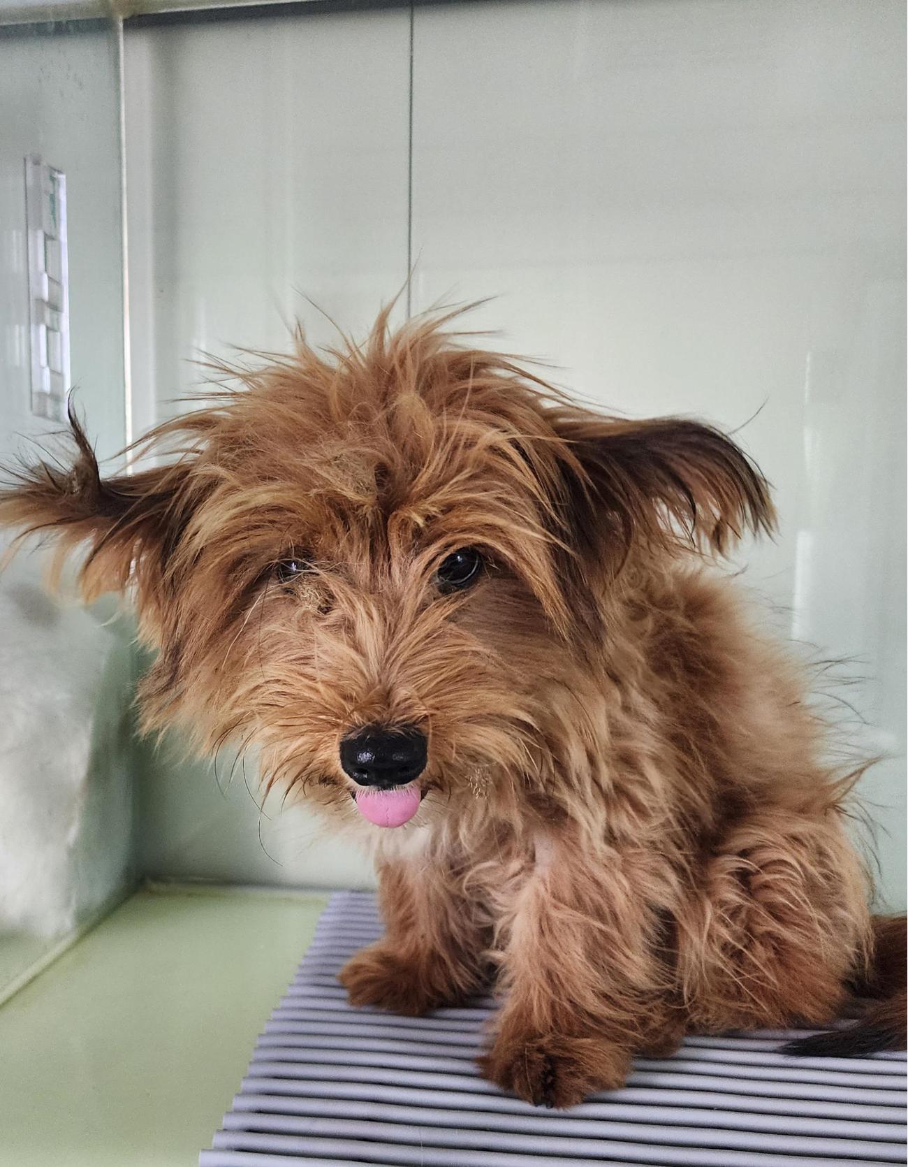 종료(기증) 믹스견…