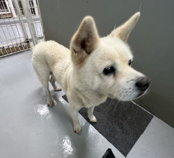 보호중 믹스견의 가…