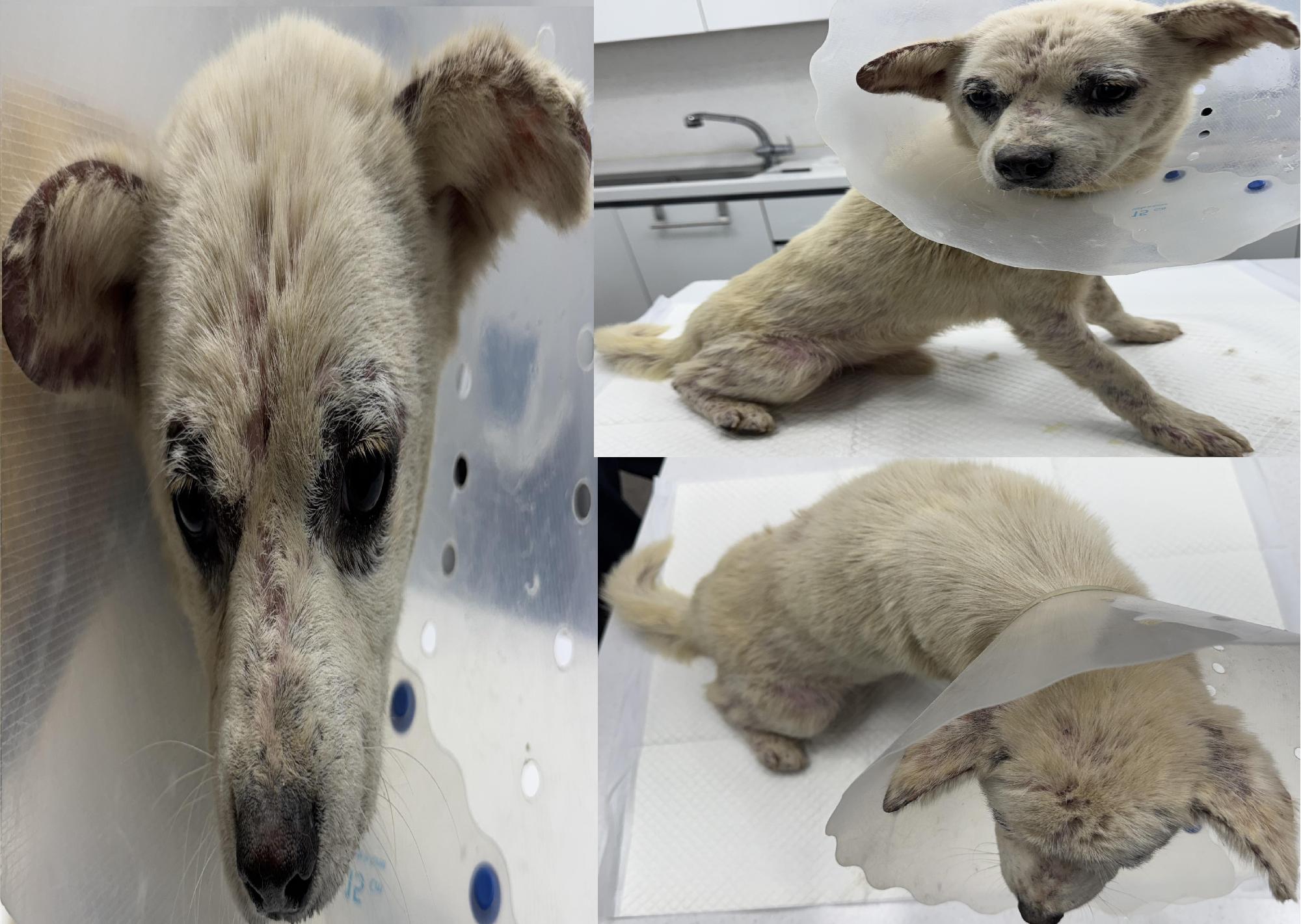 보호중 믹스견의 가…