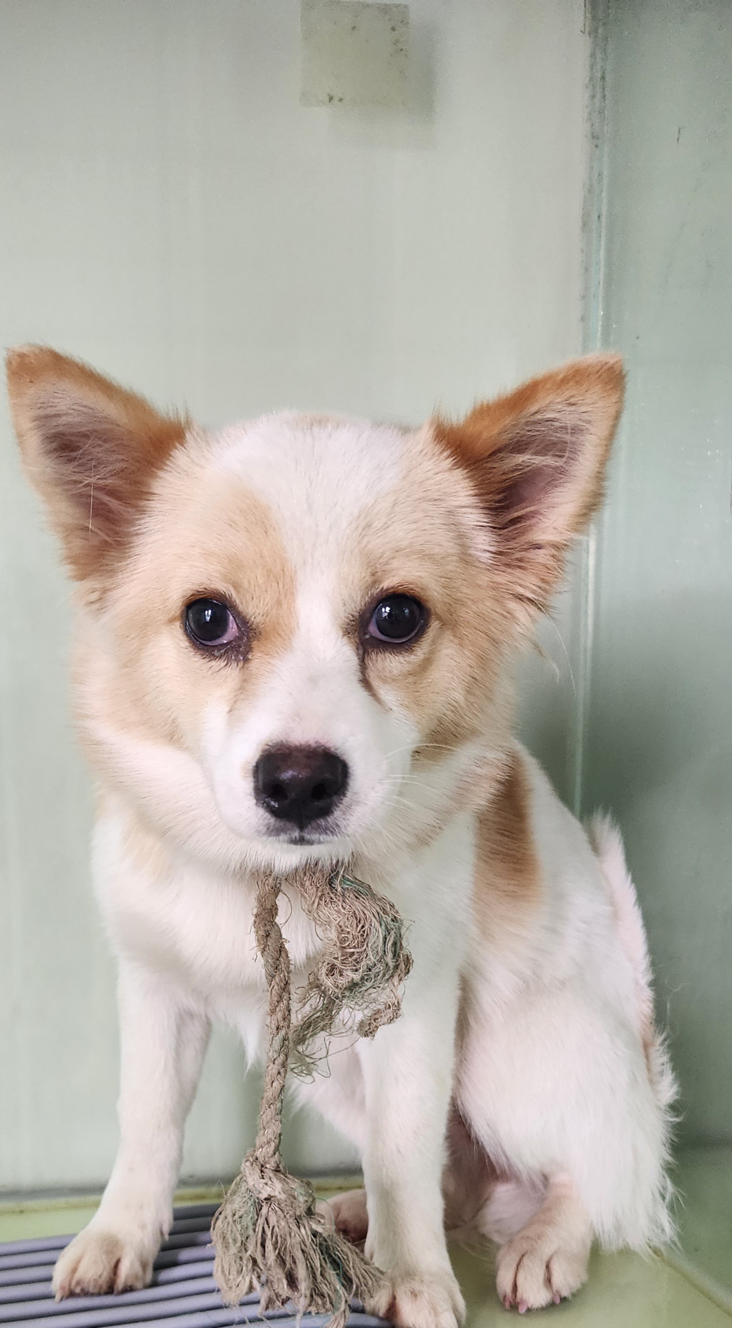 종료(기증) 믹스견…