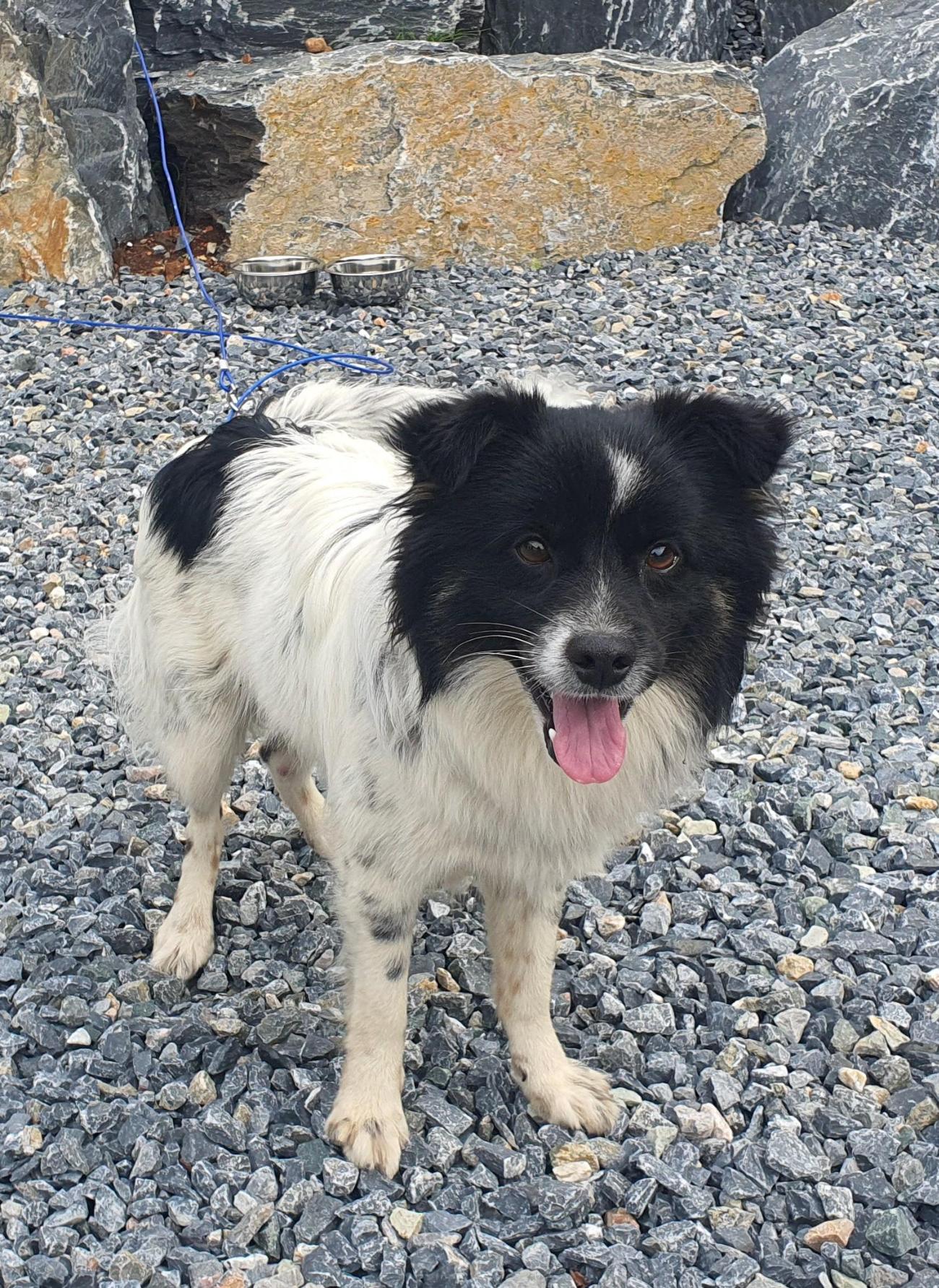 종료(입양) 믹스견…