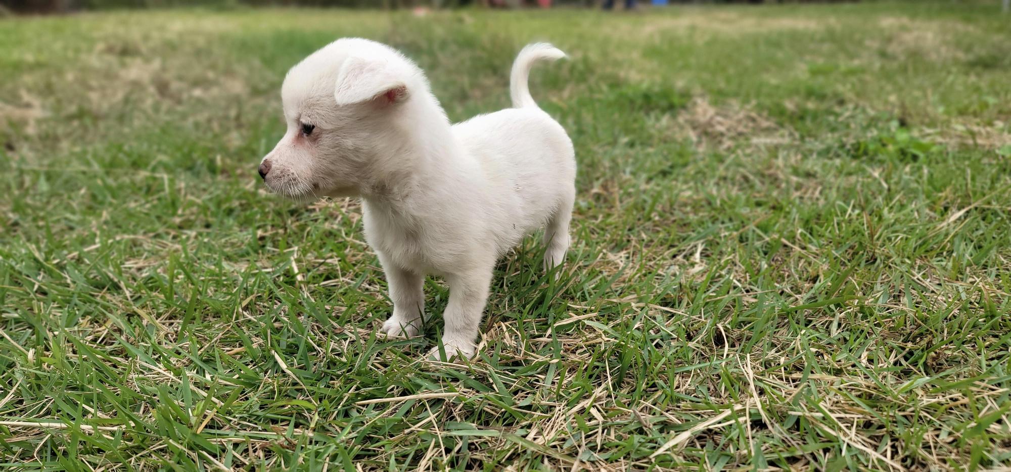 보호중 믹스견의 가…