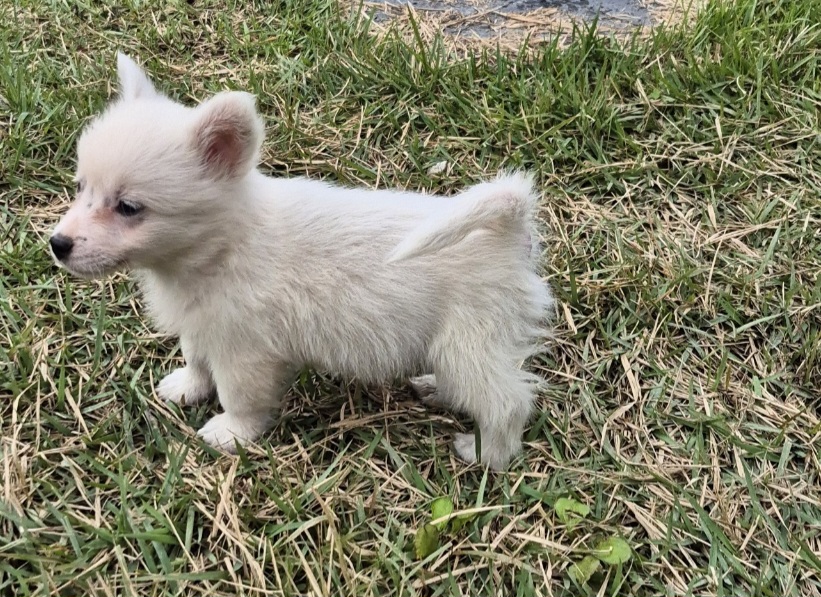 보호중 믹스견의 가…