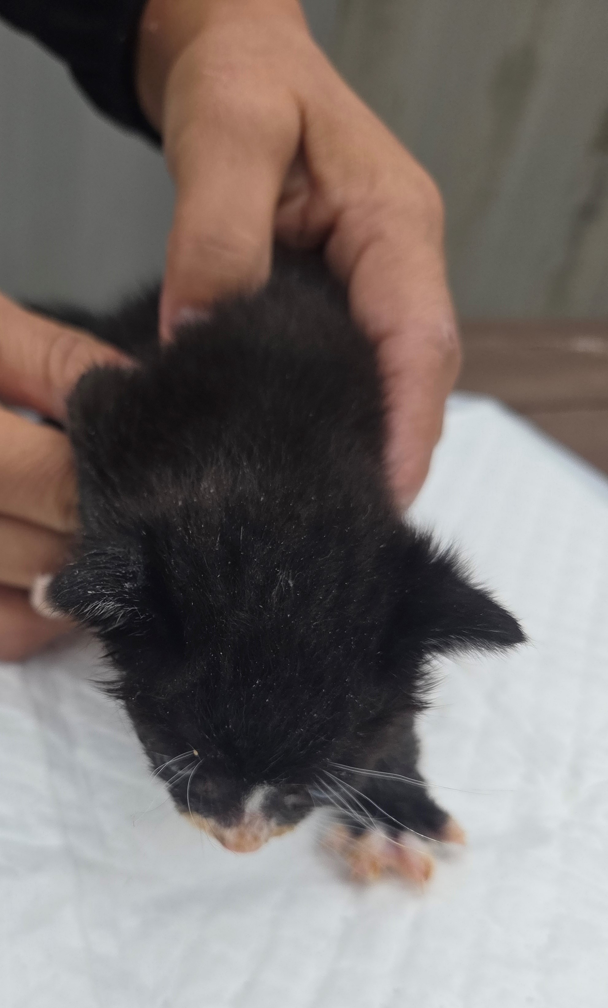 종료(자연사) 한국…