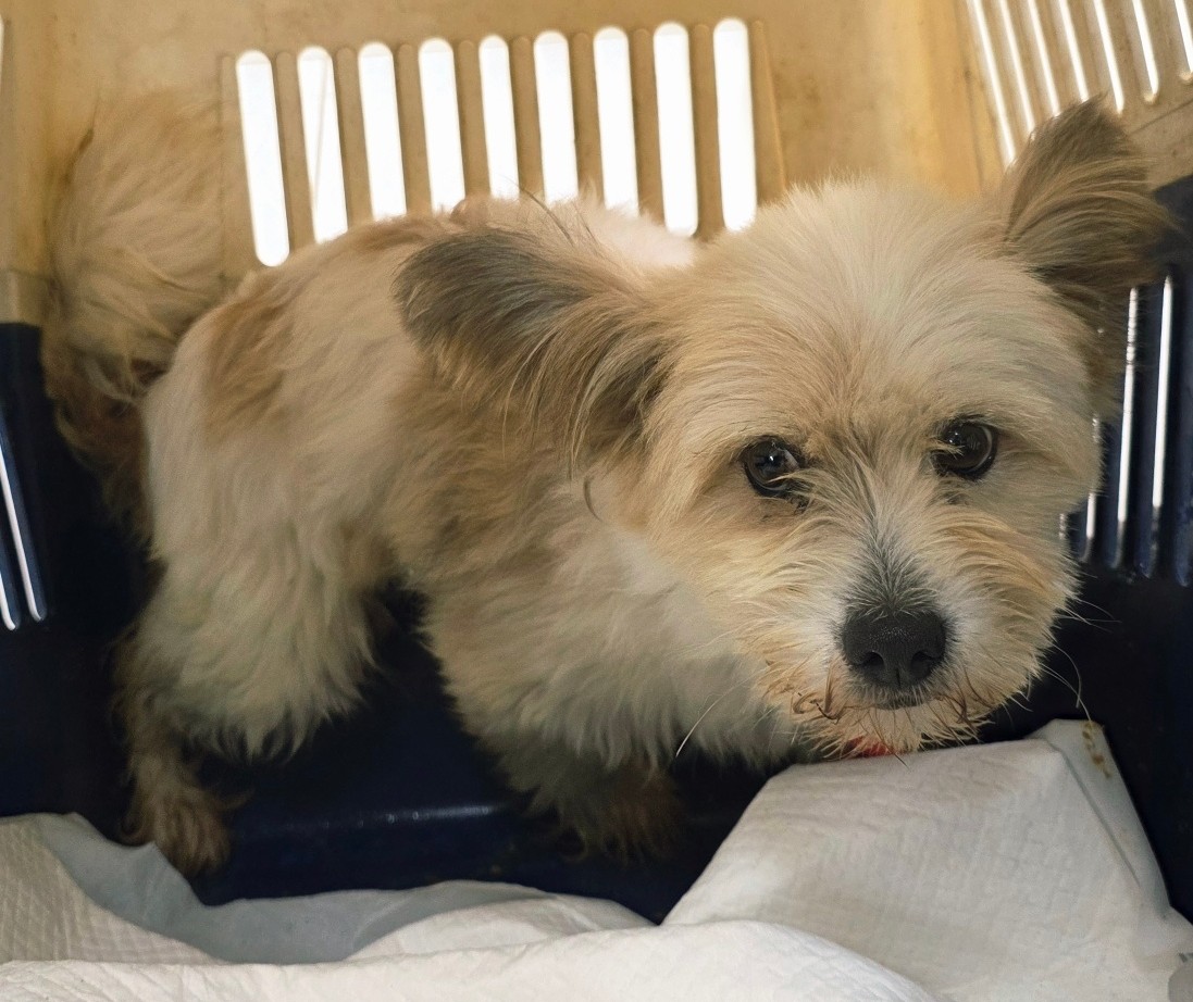 종료(반환) 믹스견…