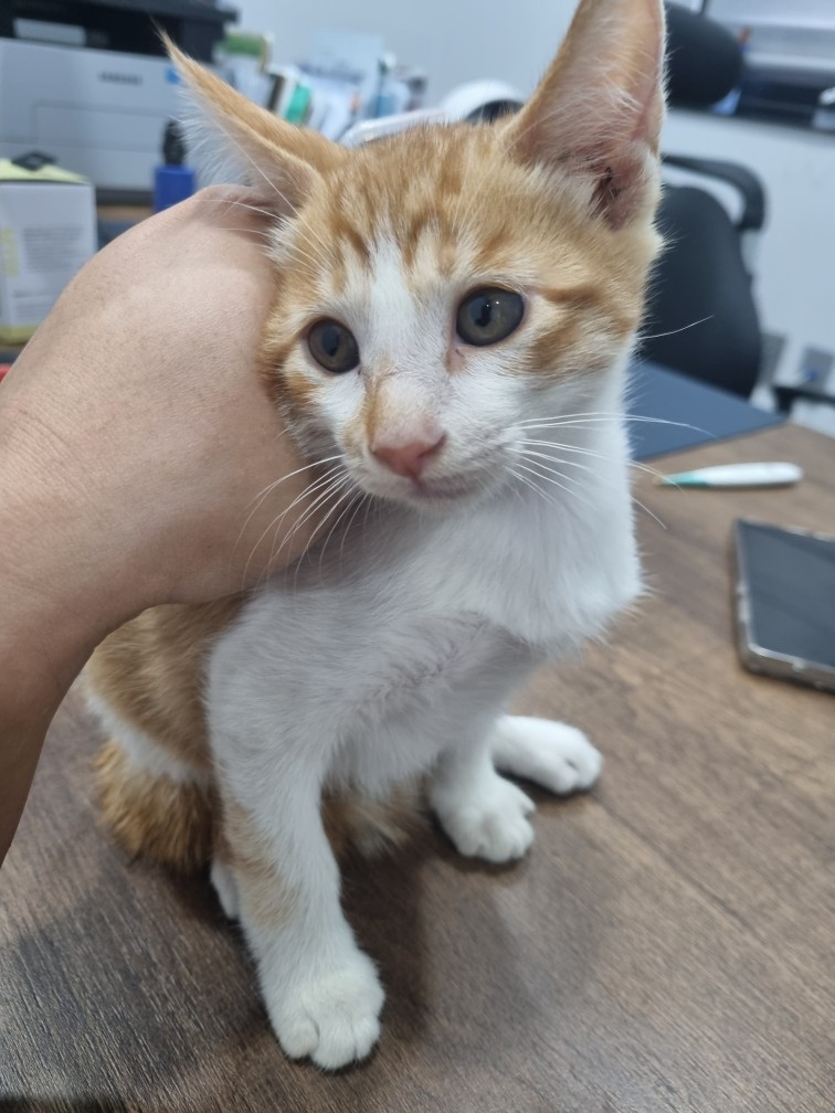 군위종합동물병원_427514202500258