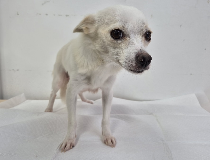 보호중 믹스견의 가…